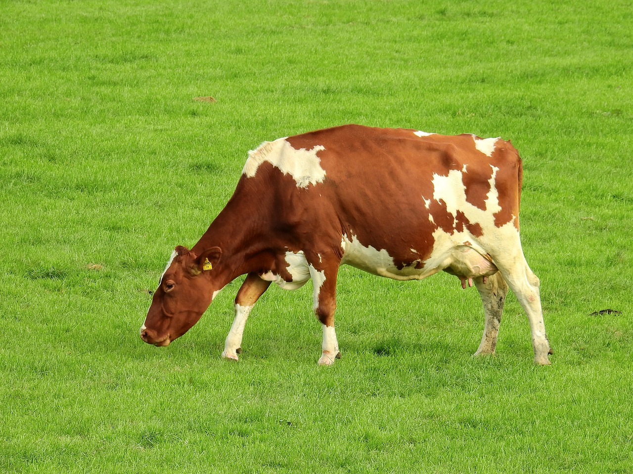 Resultado de imagen de cow eating grass